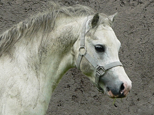 Cellwen Xeros