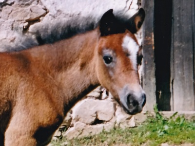 Goldmane Kora