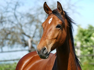 Adalim Isolda