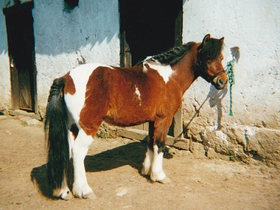 Fešák