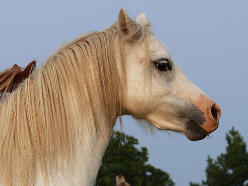 Klisna welsh mountain pony
